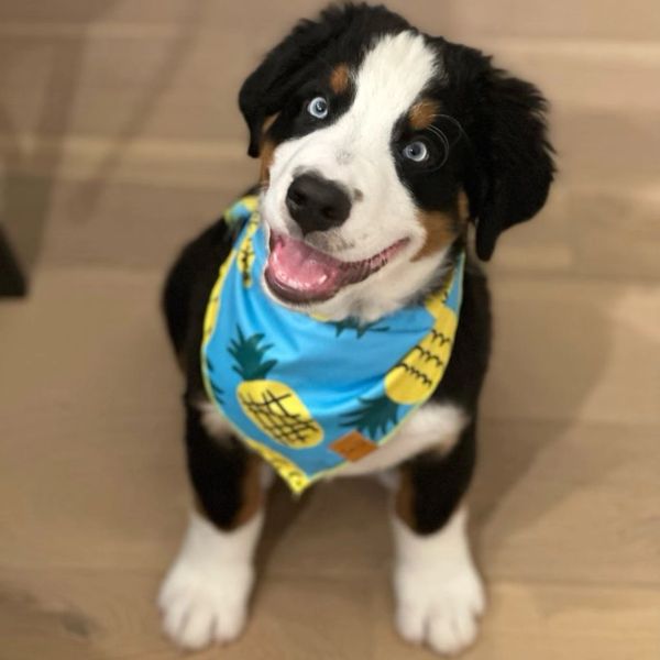 Happy puppy wearing a blue pineapple bandana.
