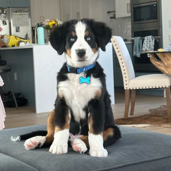 A cute Bernese Mountain Dog puppy sitting on a gray cushion indoors.