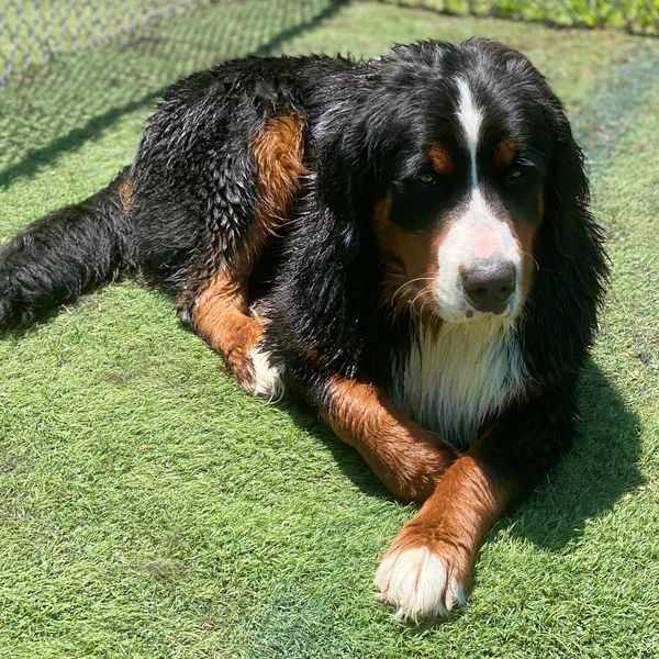 Wet Bernese Mountain Dog lying on grass in the sun.
