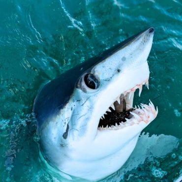 Shark fishing Rhode Island
Offshore fishing Rhode Island
Fishing Charter Rhode Island