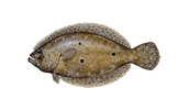 Fluke
Summer Flounder