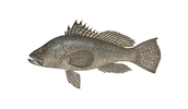 Black Sea Bass