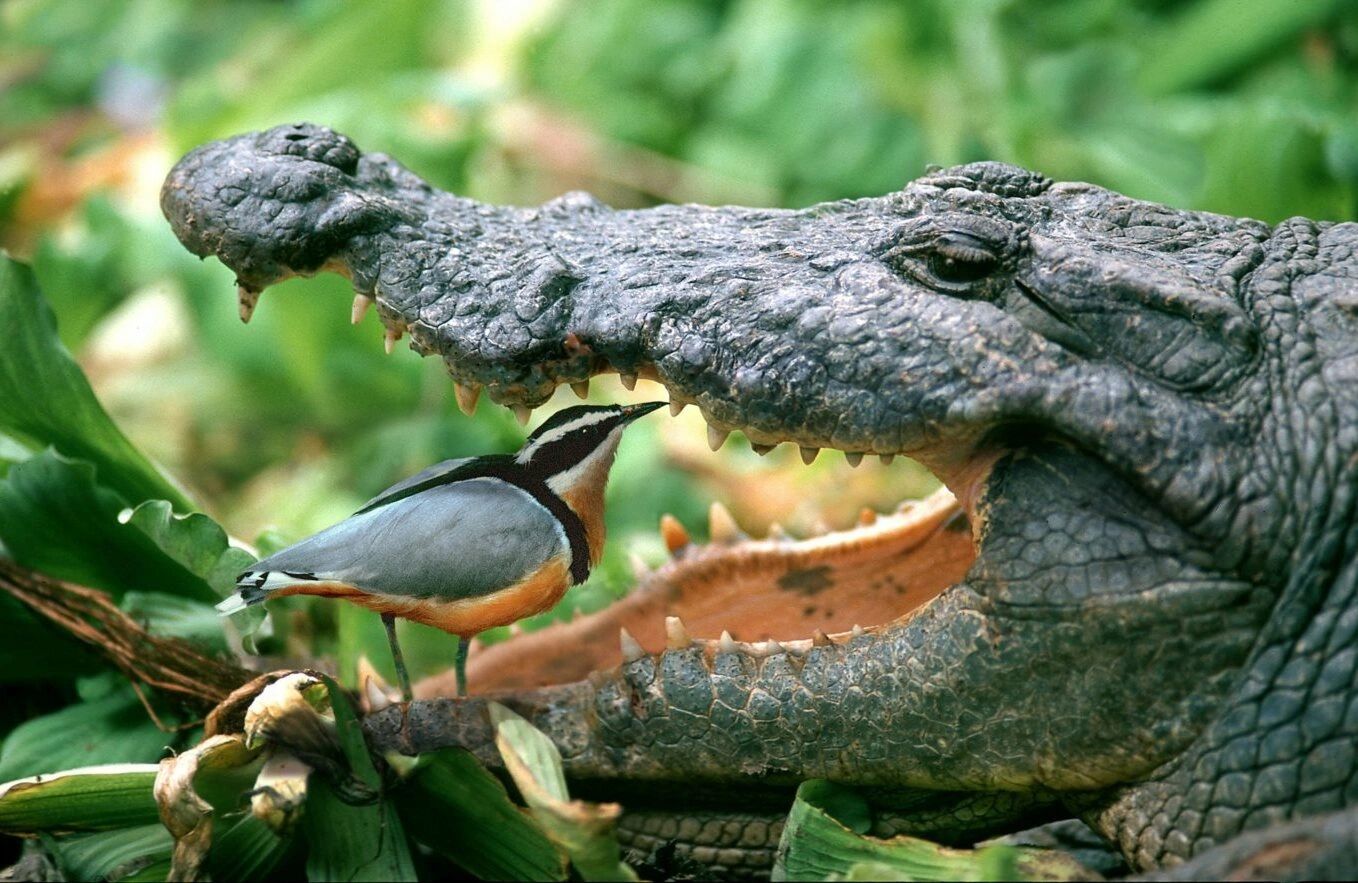 crocbird innovation