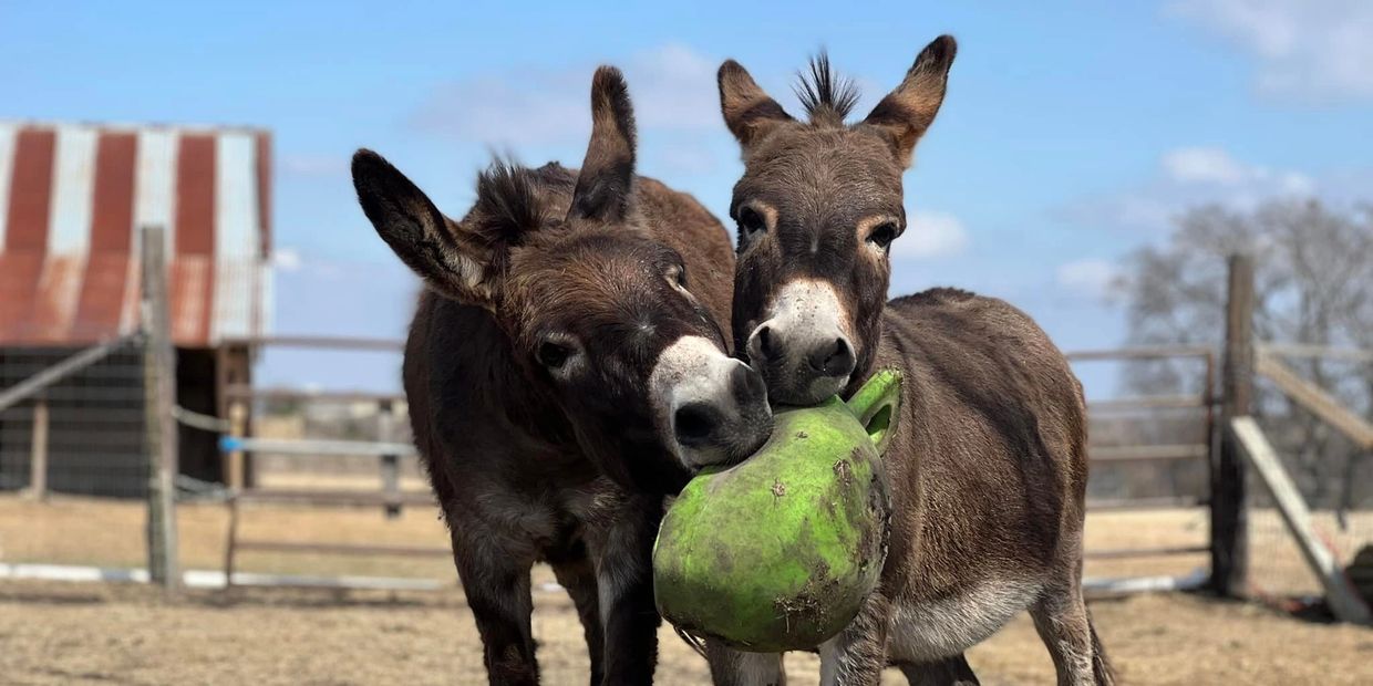 donkeys playing