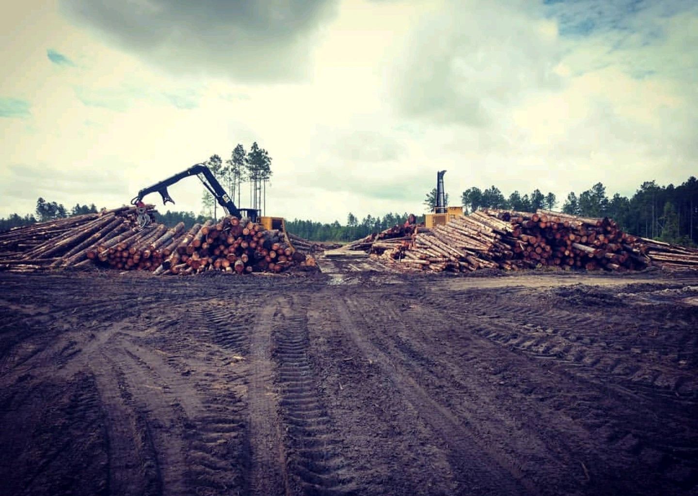 Seacoast Land & Timber Co. We Buy Timber, Logging
