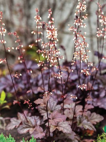 Heuchera micrantha (Coral Bells) 'Palace Purple'