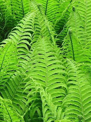 Athyrium pycnocarpon (TN Ostrich Fern)