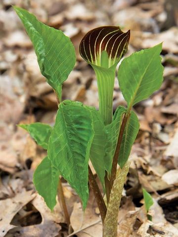 Arisaema triphyllum (Jack in the Pulpit)