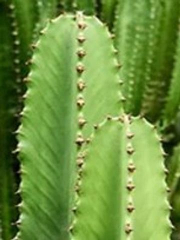 Euphorbia sp. Column