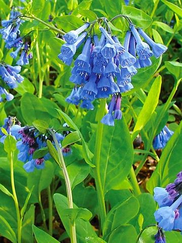 Mertensia virginica (Virginia Bluebells)