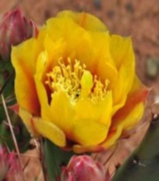 Opuntia macrorhiza (Plains prickly pear)