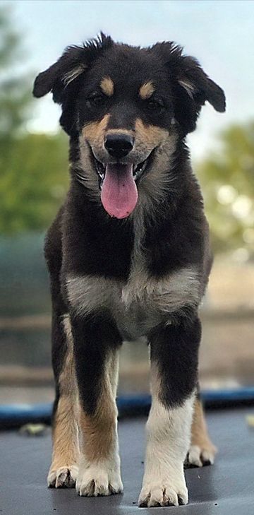 Happy black and tan puppy with tongue out standing outdoors.
