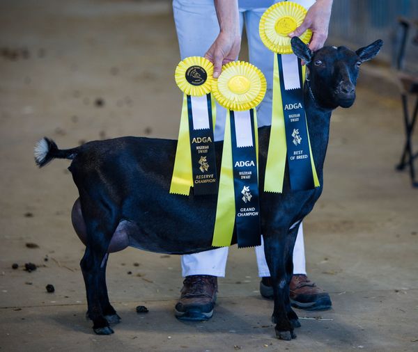 Champion Nigerian Dwarf Goat