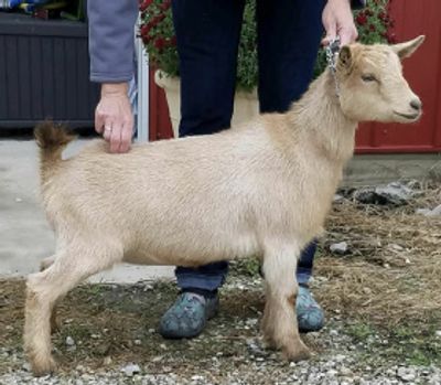 A person holding a small beige goat by the collar.