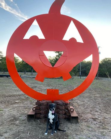 Black and white dog sitting in front of a large red pumpkin cutout outdoors.