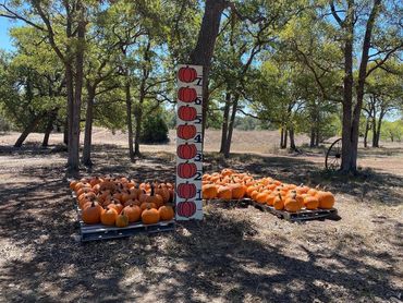 Pumpkins displayed on pallets under trees with a pumpkin height chart in the center.