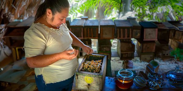 Harvesting Melipona honey