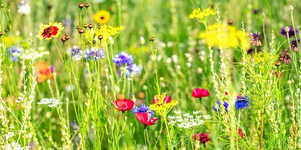 Flowers on a field with bees
