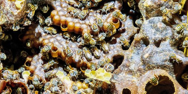 A close-up of a Melipona hive