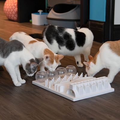 A group of cats trying to get treats out of an interactive toy at Whisker Station.