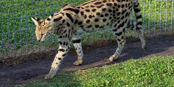 Cheetah is our serval male.  Isn't he handsome 