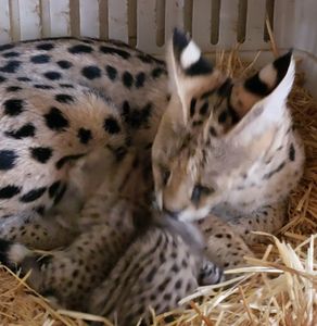 Serval female with serval kitten 