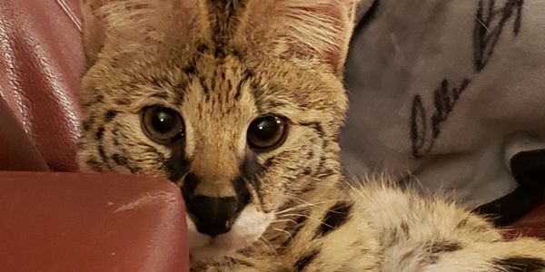 Kamilah says HI.  She is our youngest serval
