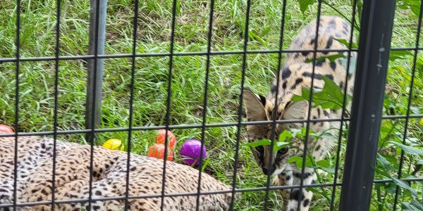 Serval love to hide in the grass