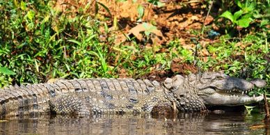 Crocodile Park Dandeli