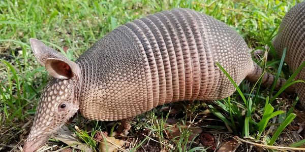 Picture of Armadillo on the grass