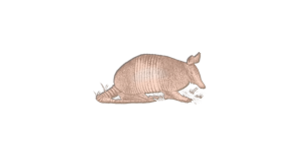 side view picture of a Armadillo sketch