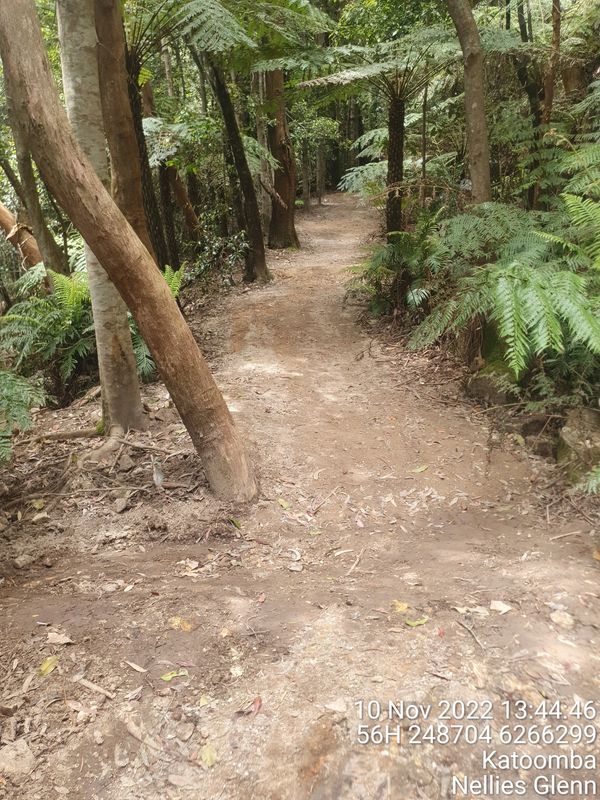 A dirt path winding through a lush green forest.