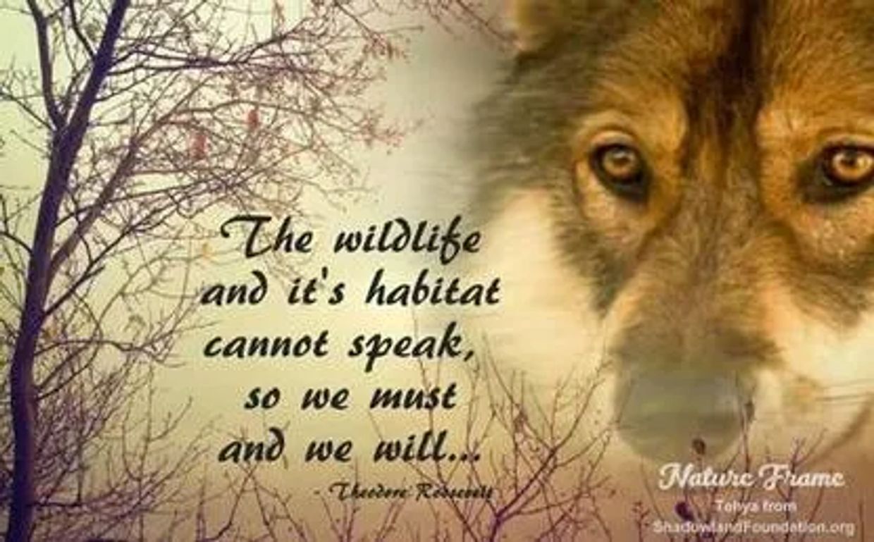 Wolf speaks.