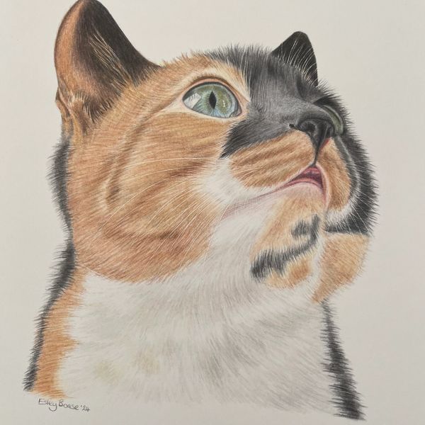 Calico cat pet portrait coloured Pencil