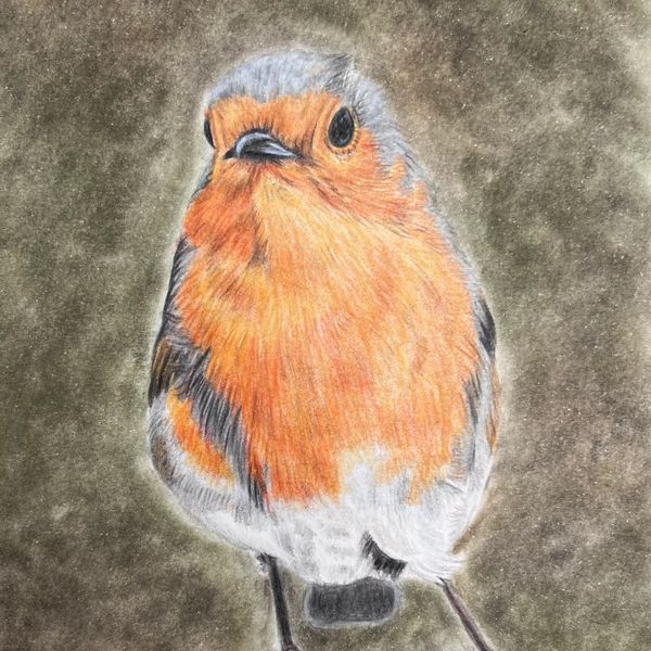 Robin portrait coloured pencil
