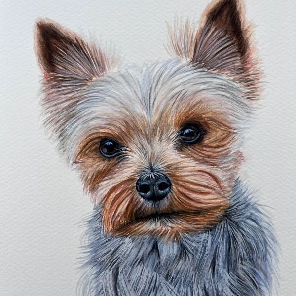 Yorkshire terrier pet portrait watercolour painting