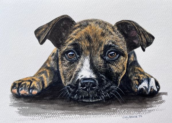 Brindle Staffordshire bull terrier puppy pet portrait