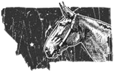 Montana Mule Days 