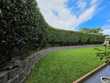 Hedge trimming, lawn maintenance, mowing, yard care, lawn care, lawn mowing, shellharbour, dapto