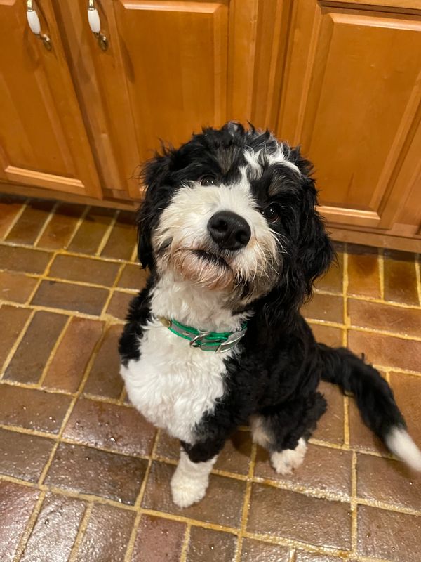 bernedoodle and sheepadoodle puppy