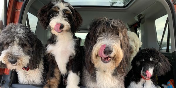 bernedoodle and sheepadoodle