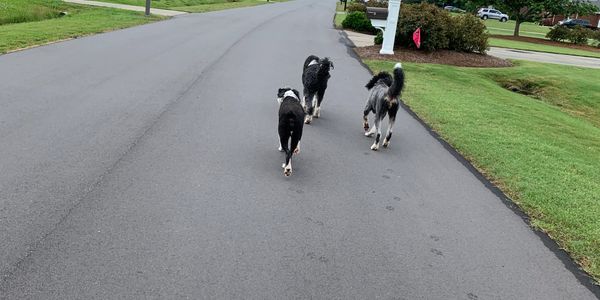 dogs on a walk