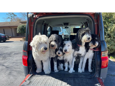 Earl and the gang from Luvmydoodle.