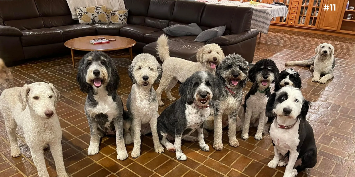 adult bernedoodle and sheepadoodle dogs