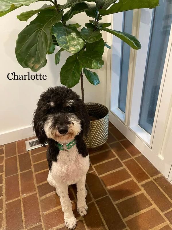sheepadoodle and bernedoodle in front of plant
