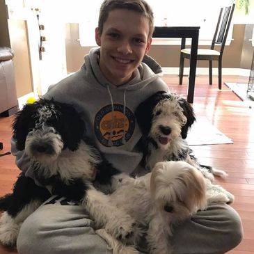 bernedoodle and sheepadoodle