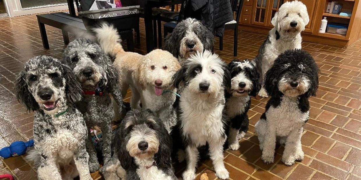 bernedoodle and sheepadoodle