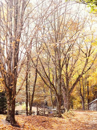 Fall leaves at the end of Dutch Creek Road, Banner Elk