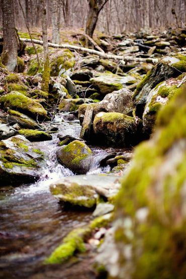 Enjoy the sounds of Dutch Creek surrounding both sides of the cabin!