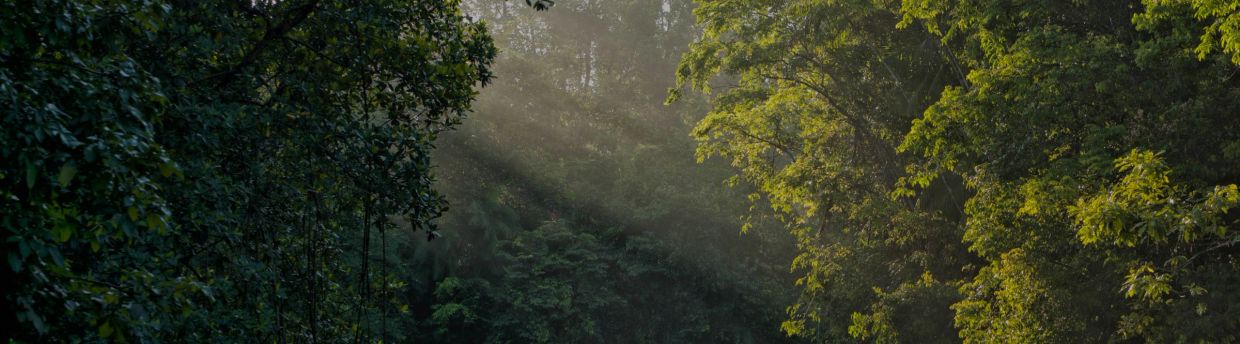 Sunlight streams through dense forest foliage.